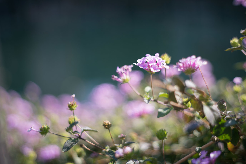 CANON LENS 50mm F1.8 Lマウント　作例あり CANON 50mm F1.8 II 63歳のオールドレンズと写真 | 写真と狼