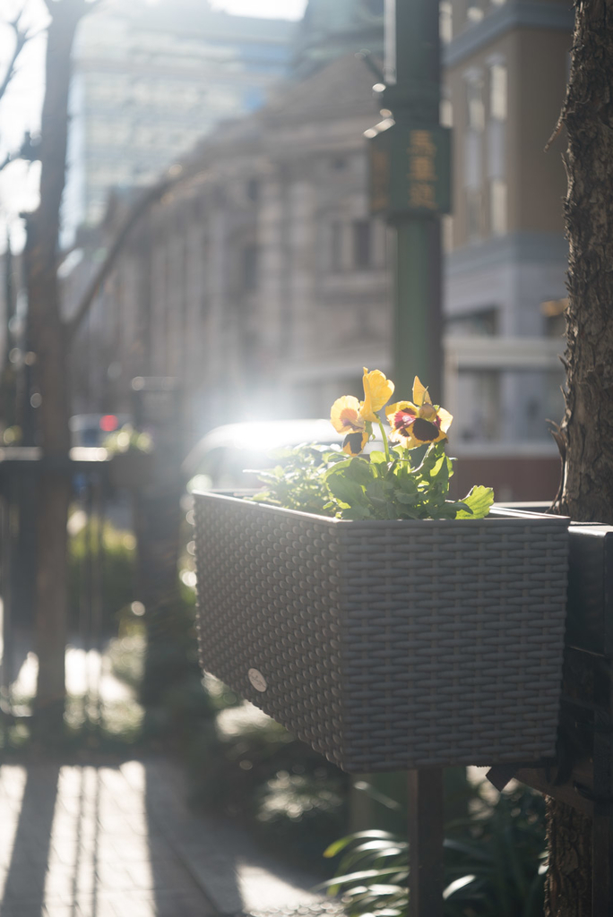 Carl Zeiss Jena Tessar 5cm F3.5 Contax - fortia's レビュー