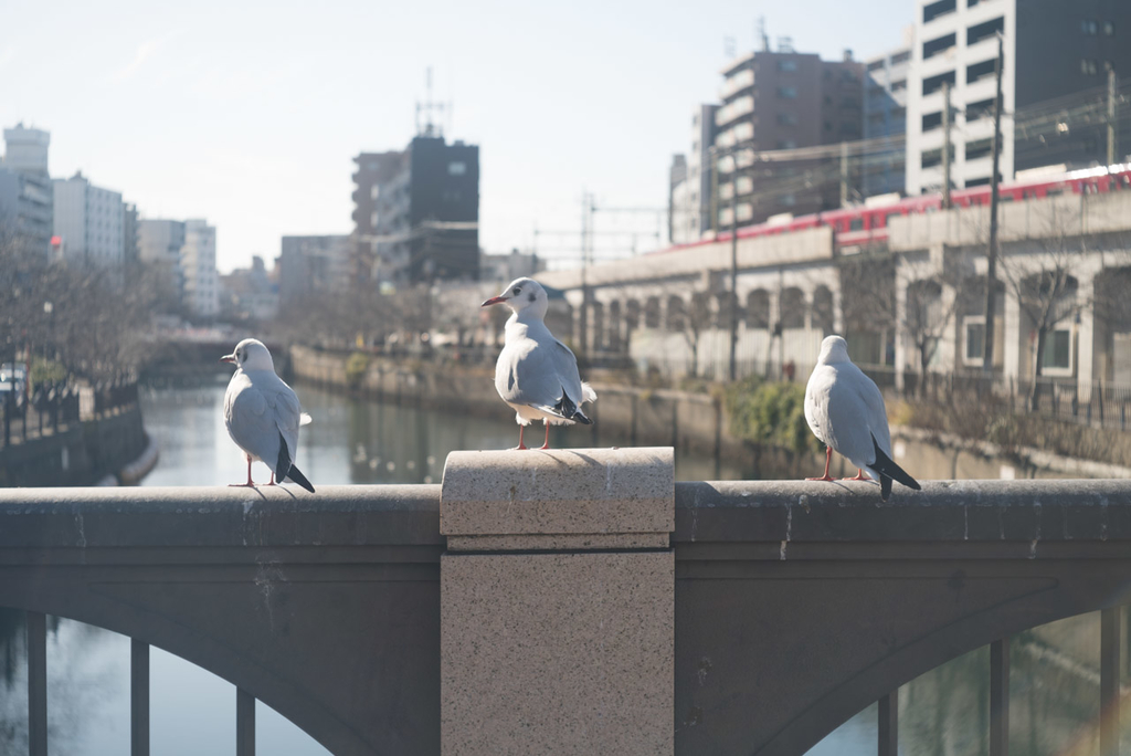 f:id:fortia:20190112154224j:plain