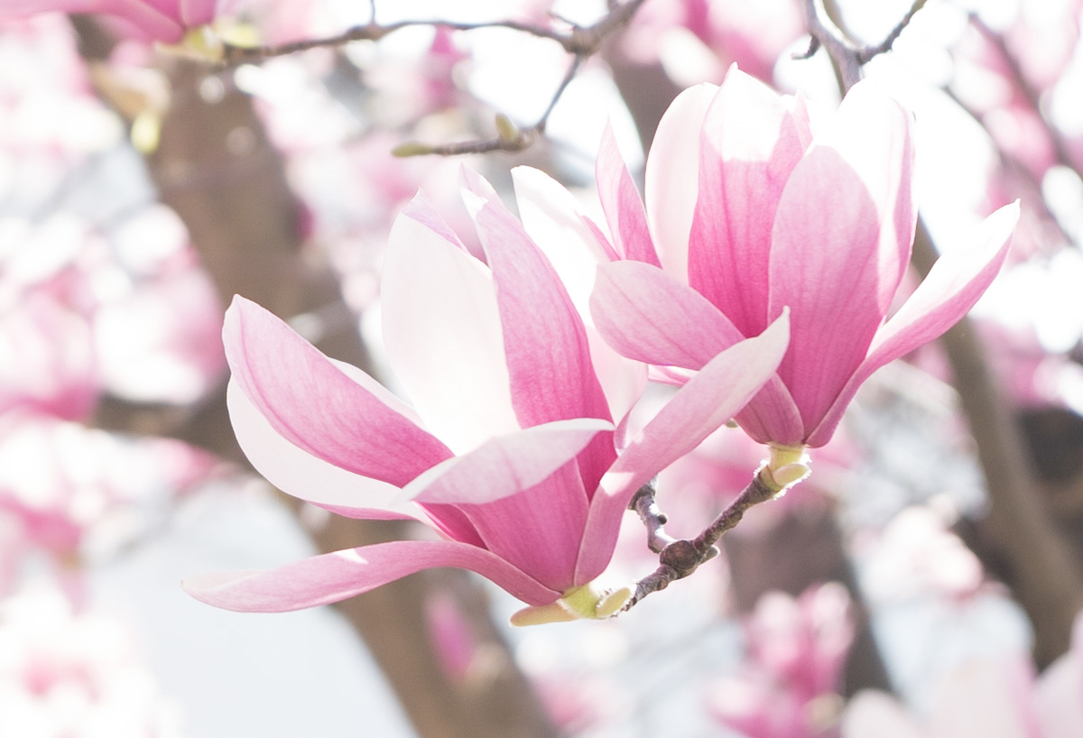 f:id:fortia:20200313221608j:plain