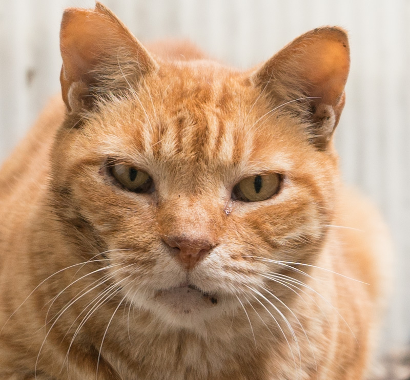 f:id:fortia:20200313234734j:plain