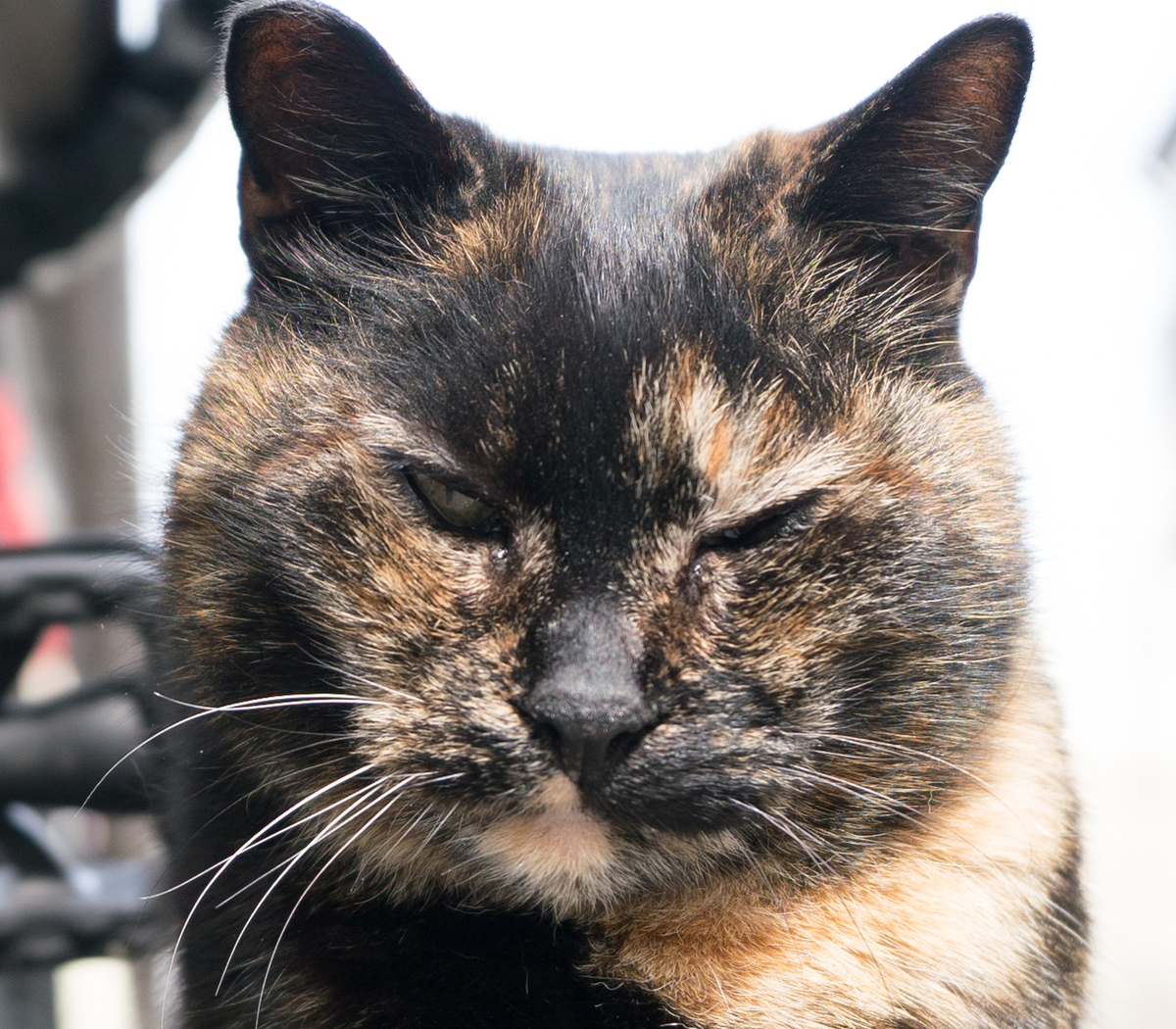 f:id:fortia:20200313235039j:plain