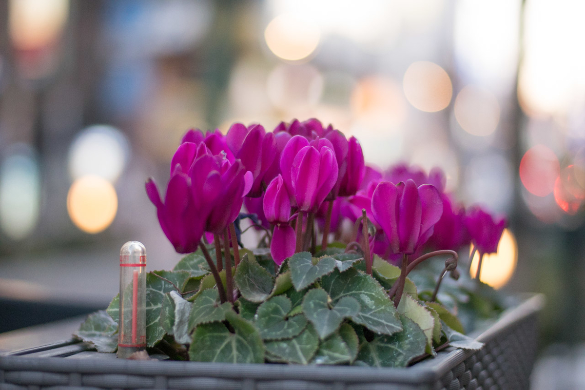 f:id:fortia:20200724115923j:plain