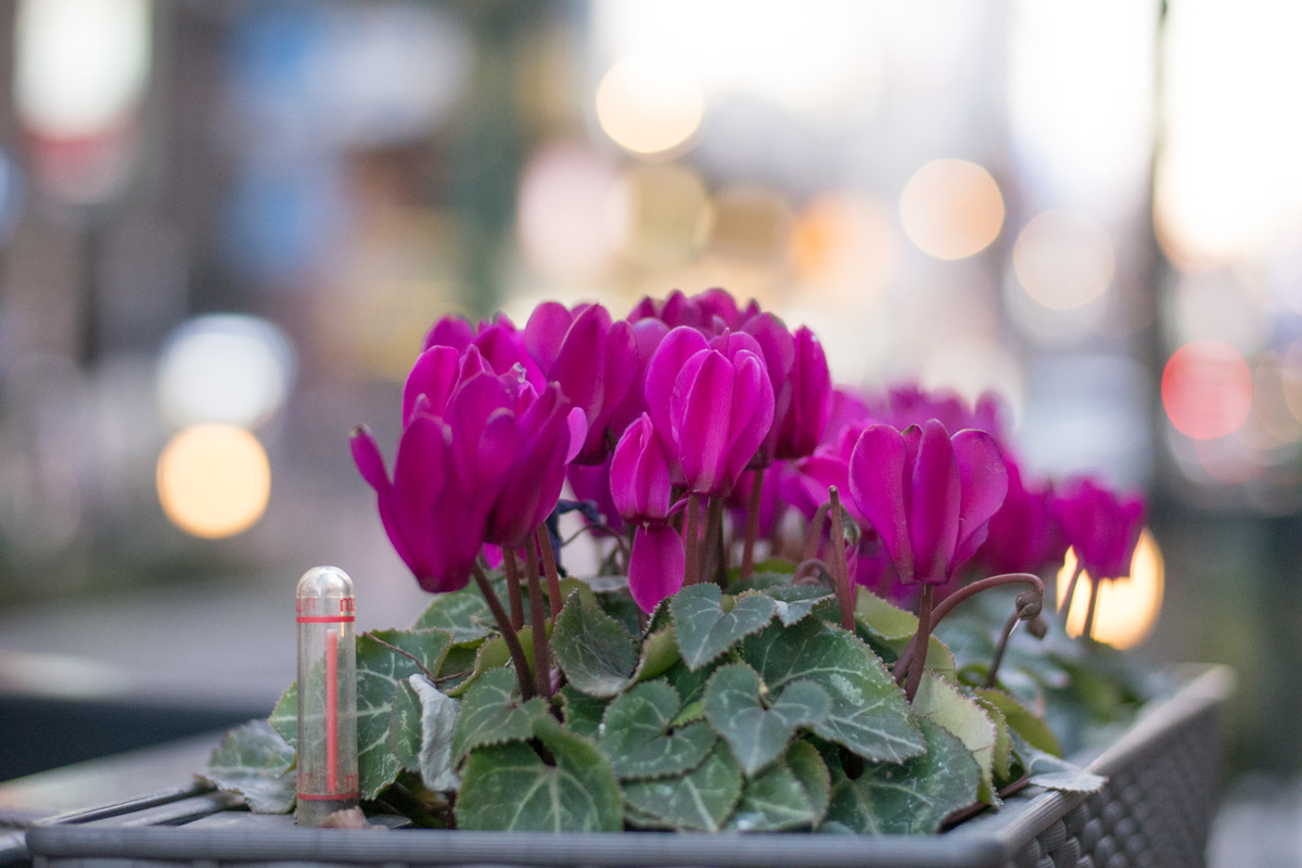 f:id:fortia:20200724115938j:plain