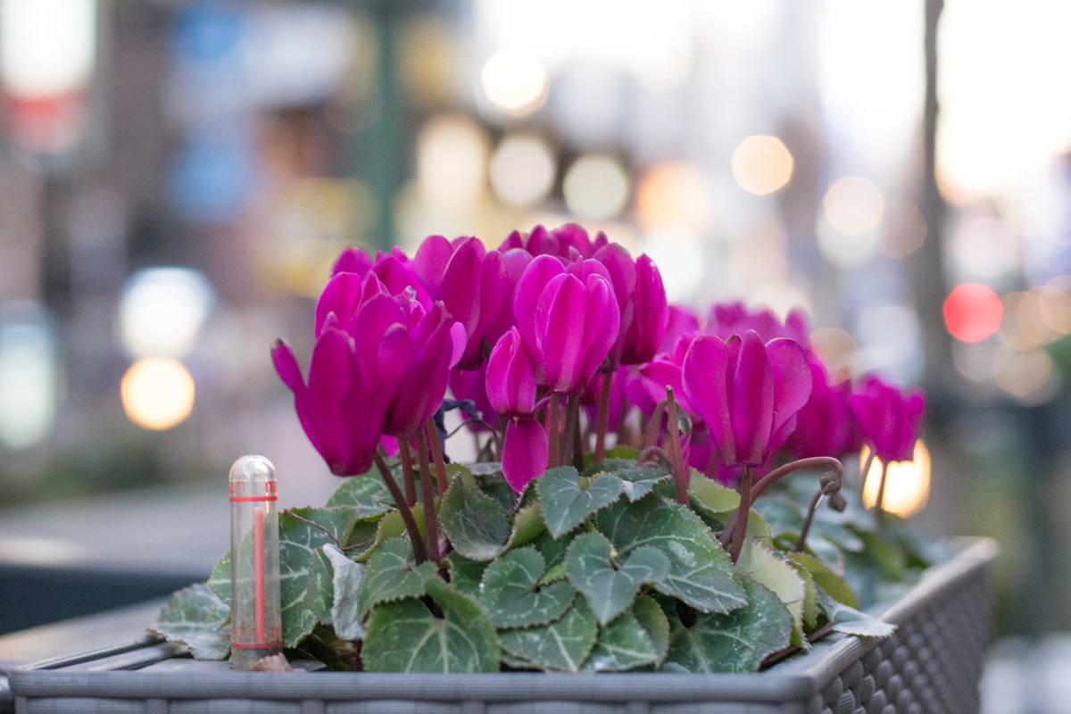 f:id:fortia:20200724115948j:plain