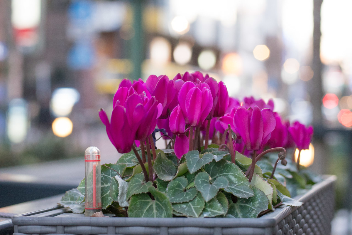 f:id:fortia:20200724120011j:plain