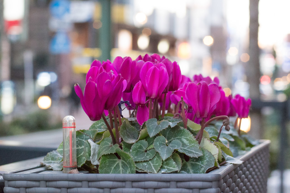 f:id:fortia:20200724120023j:plain