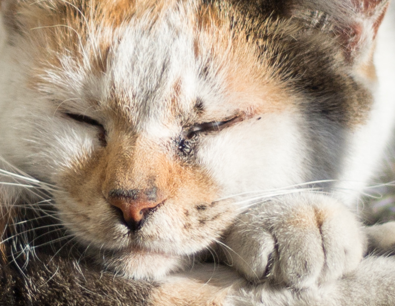 f:id:fortia:20200724120857j:plain