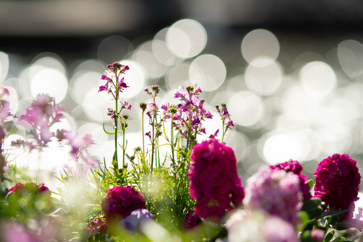 Takumar 200mm F3.5 - fortia's カメラレビュー