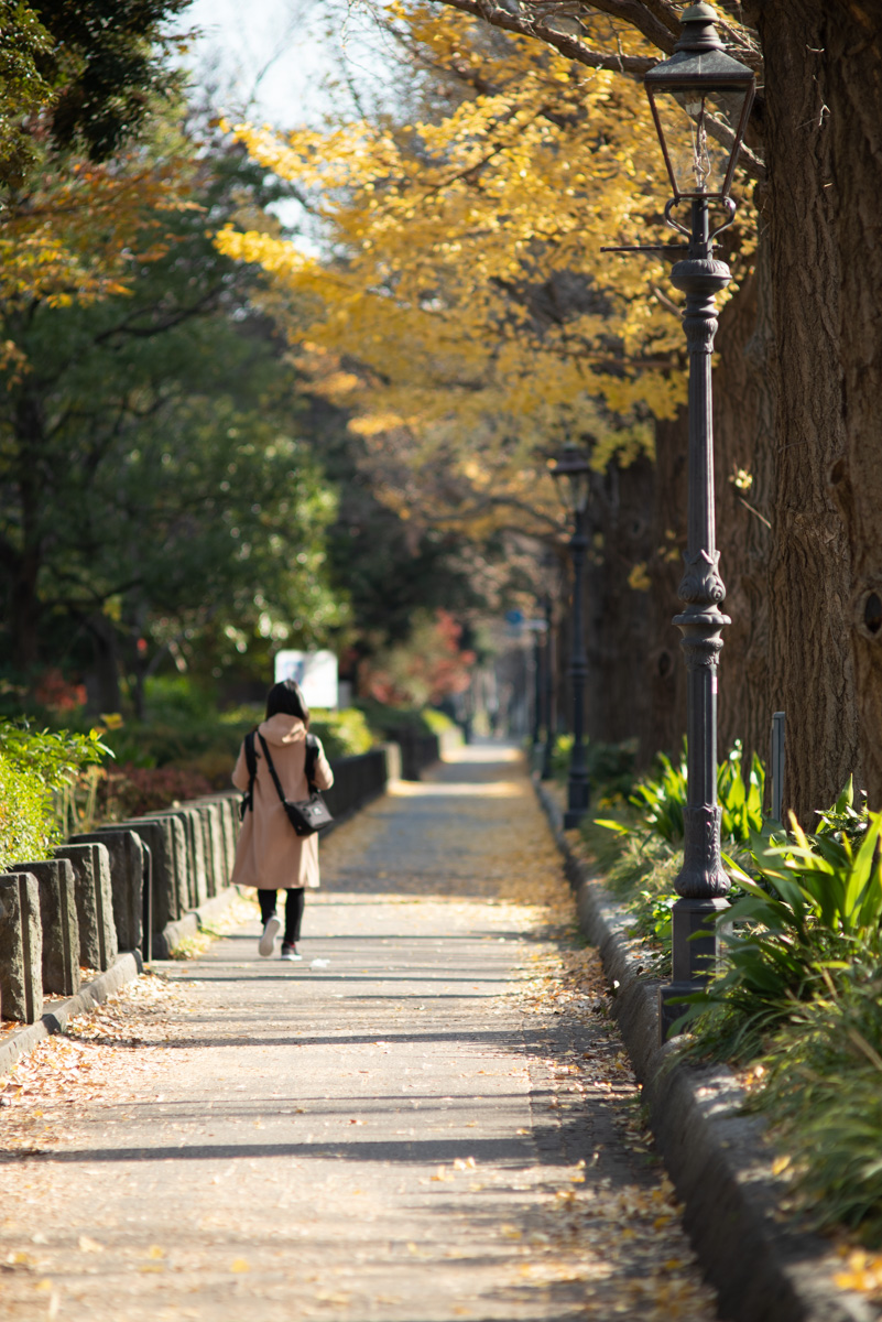 山下公園銀杏並木