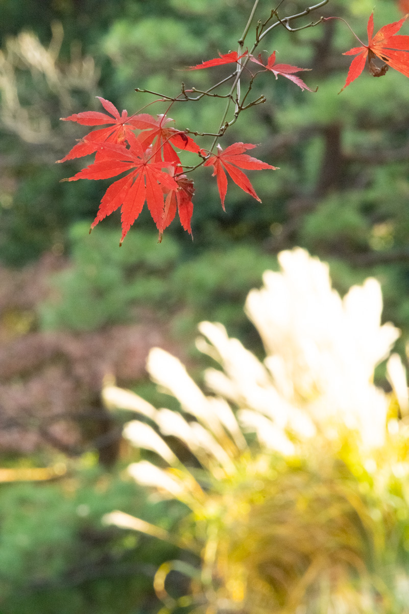 紅葉とススキ