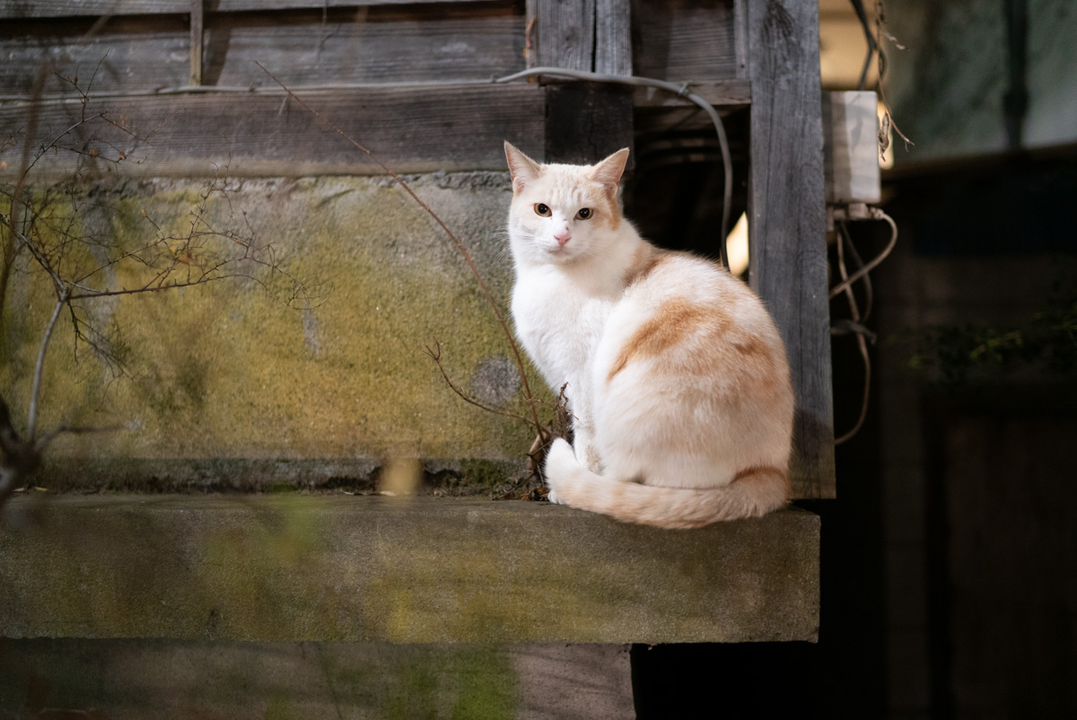 伊香保の猫