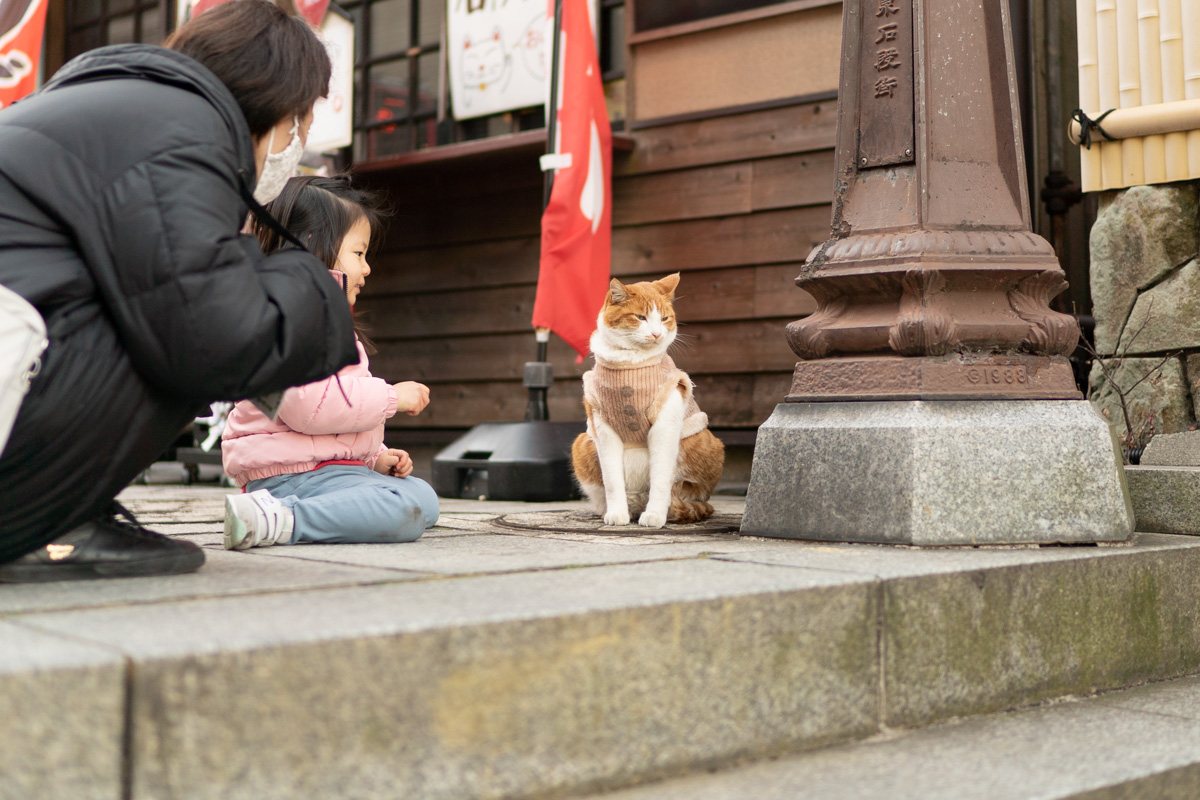 伊香保の猫