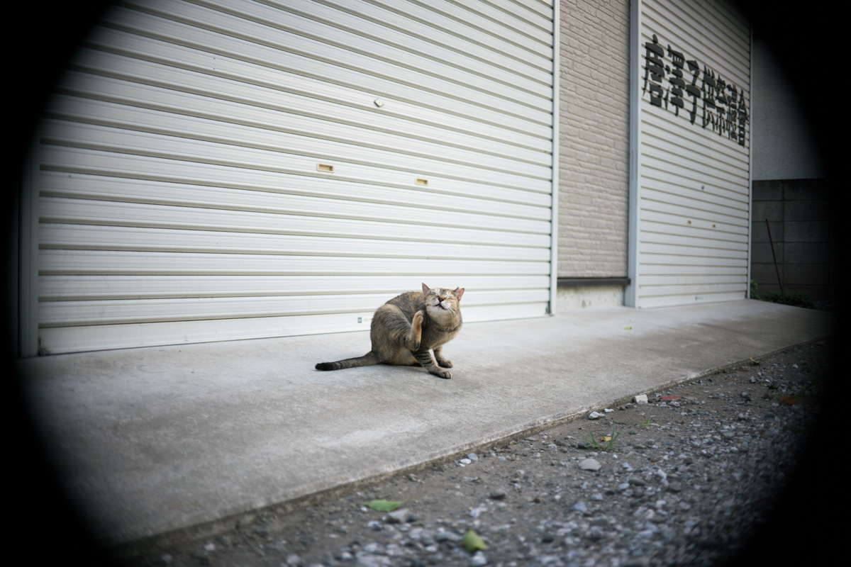 f:id:fortia:20210131005655j:plain