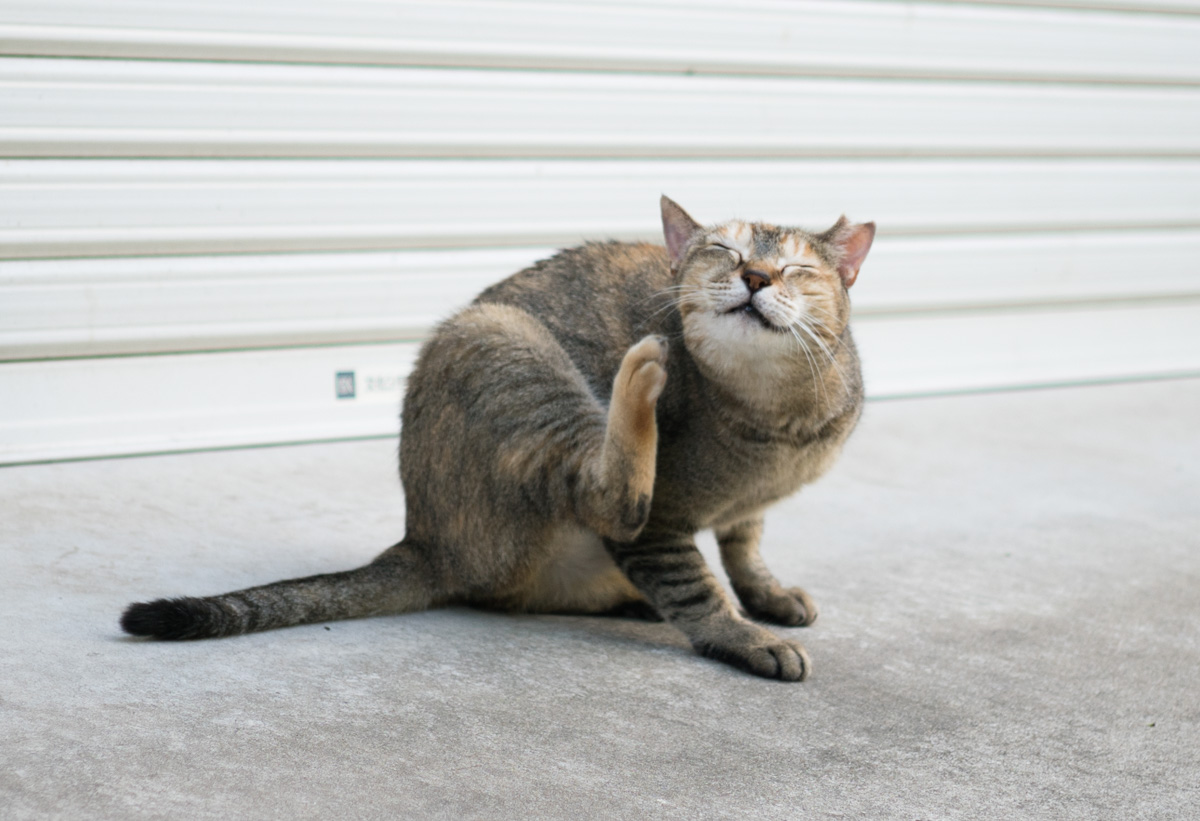 f:id:fortia:20210131005711j:plain