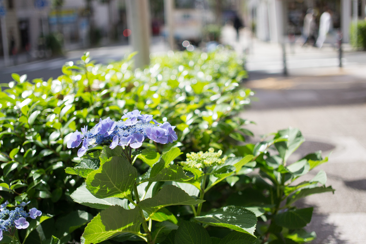 f:id:fortia:20210131013413j:plain