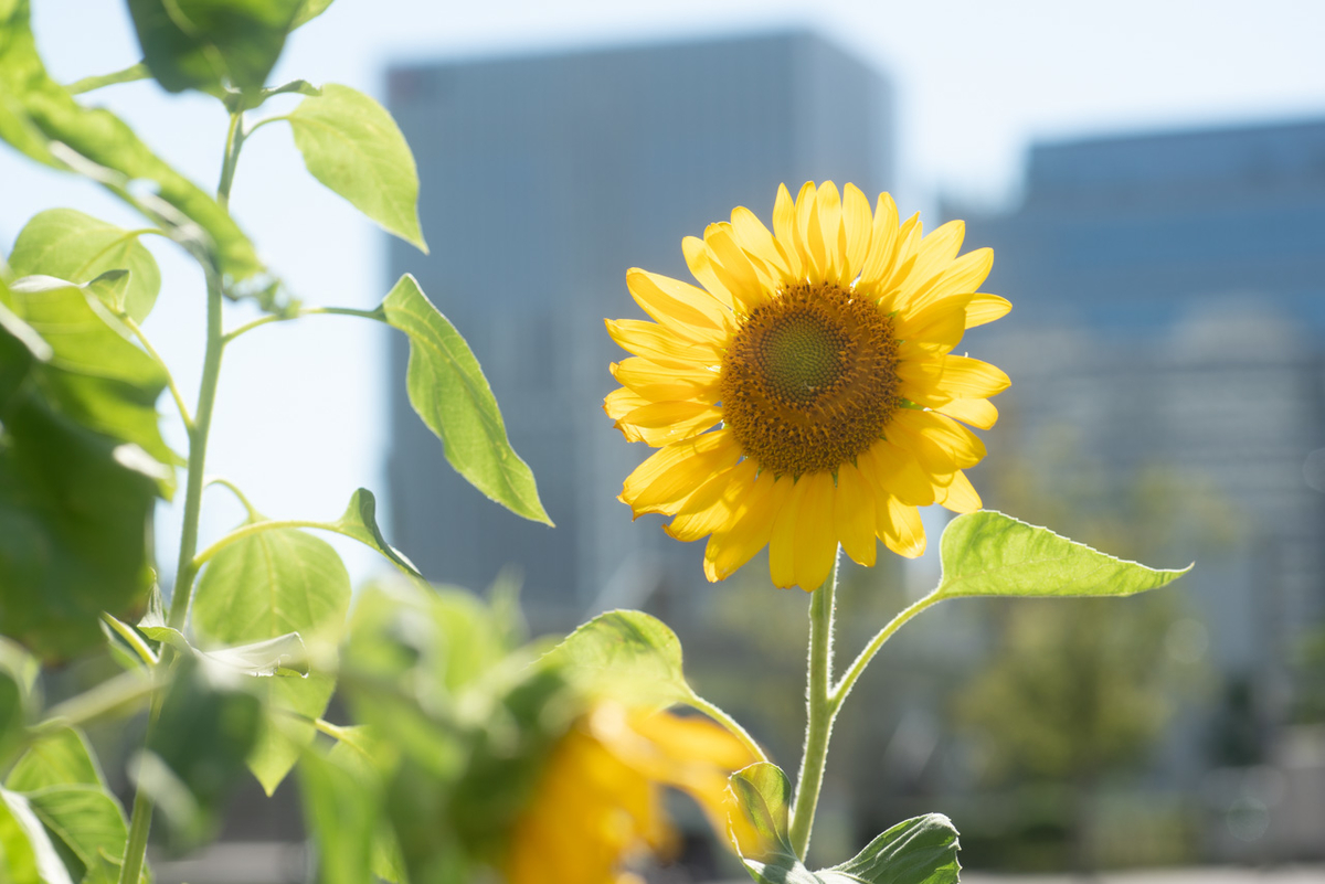 α7RII + LA-EA4 + COSINA100mmマクロ, ISO100, F6.3, 1/250