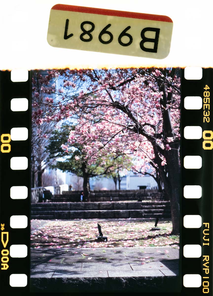 Leitz minolta CL + NOKTON 50mmF1.5 + ND8, 1/1000, F1.5, Velvia100F