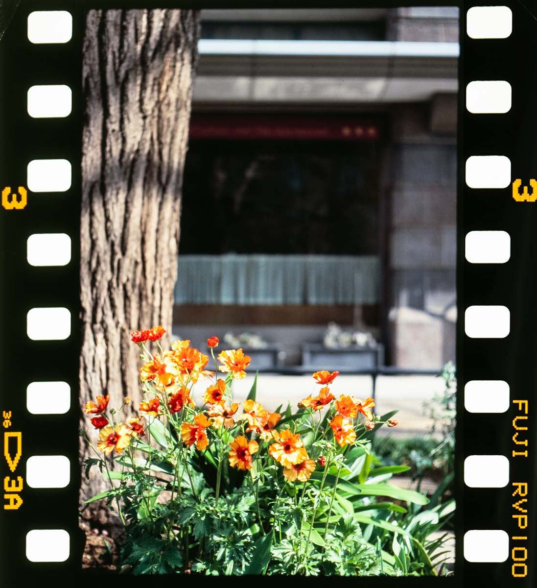 Leitz minolta CL + NOKTON 50mm, 1/1000, F2.8, Velvia100F