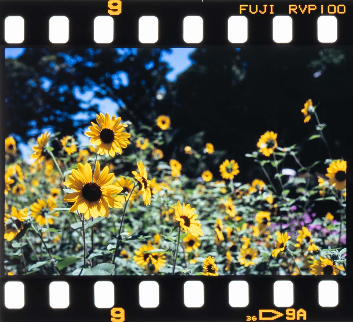 Leitz minolta CL + NOKTON 50mm, 1/1000, F5.6, Velvia100F