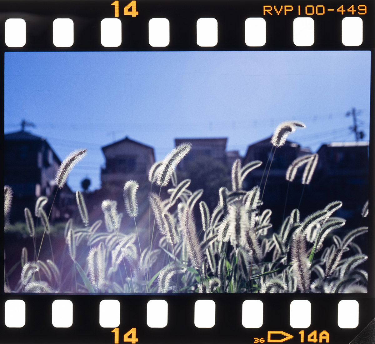 Leitz minolta CL + NOKTON 50mm, 1/1000, F5.6, Velvia100F