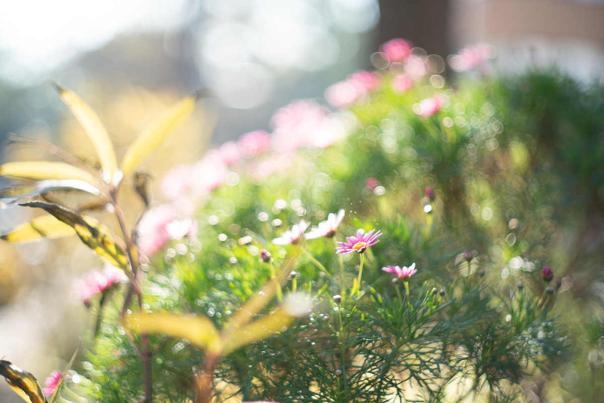  α7RII + AUTO ROKKOR 58mmF1.4, ISO100, F1.4, 1/1000