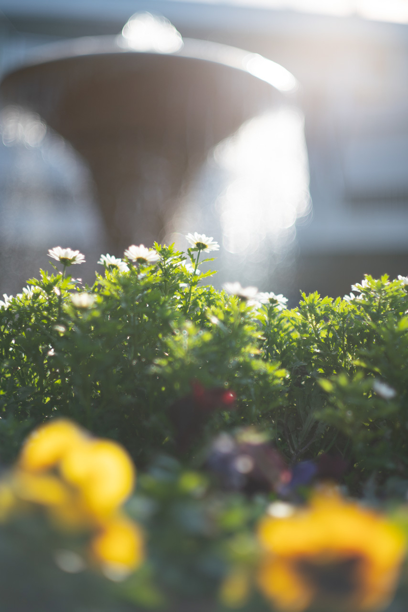  α7RII + AUTO ROKKOR 58mmF1.4, ISO100, F1.4, 1/1600