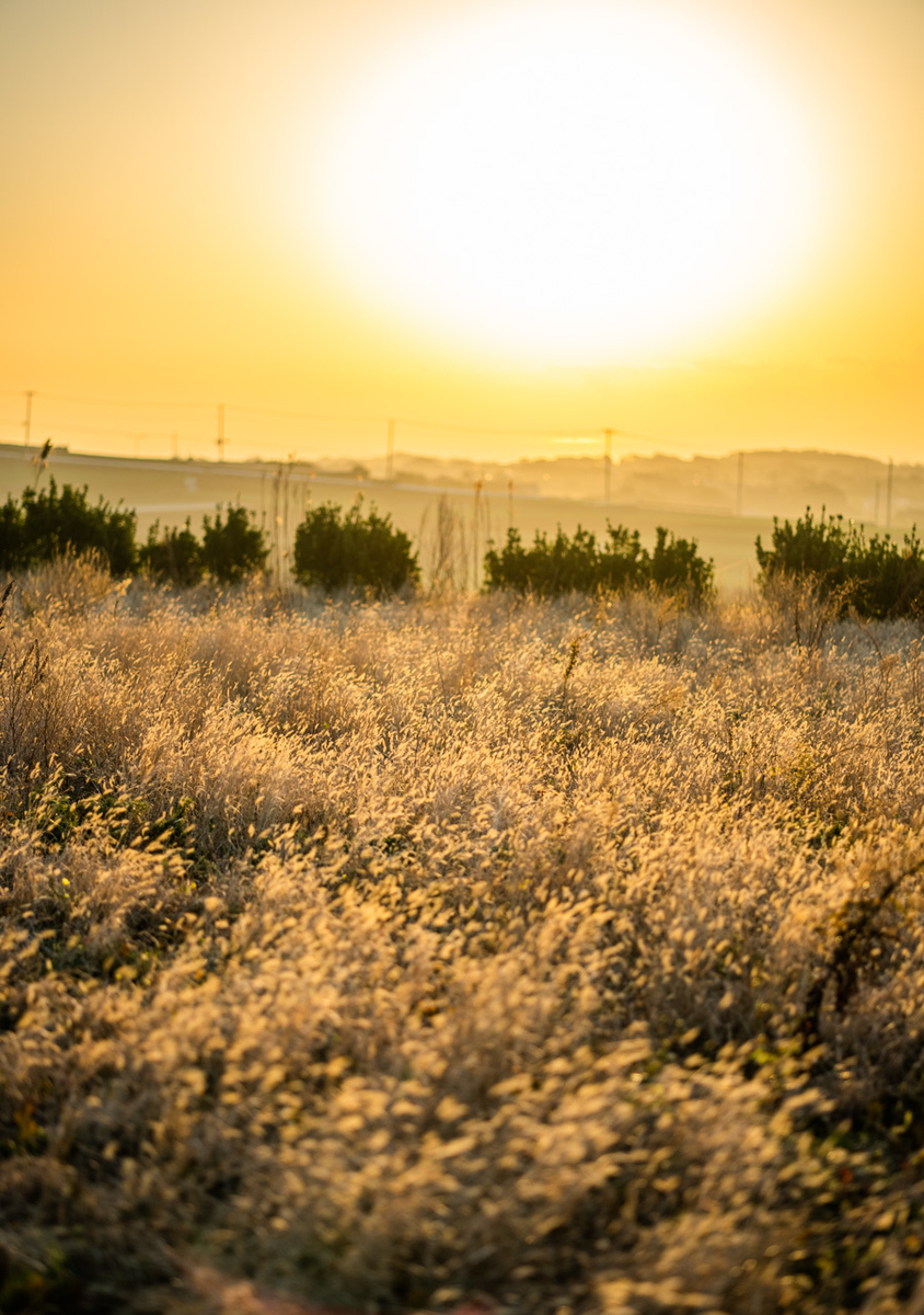 α1 + FE85mmF1.8, ISO100, F1.8, 1/2500