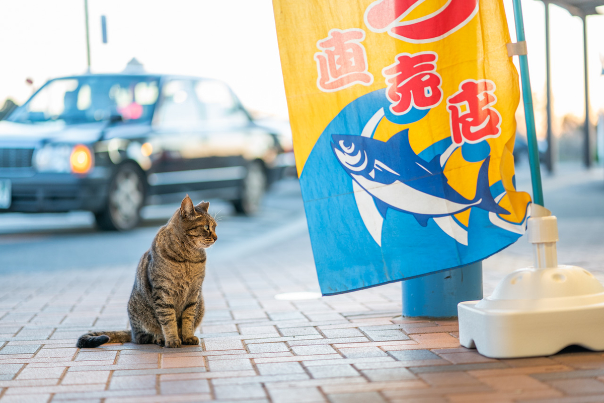 α9 + FE85mmF1.8,  ISO320, F1.8, 1/125