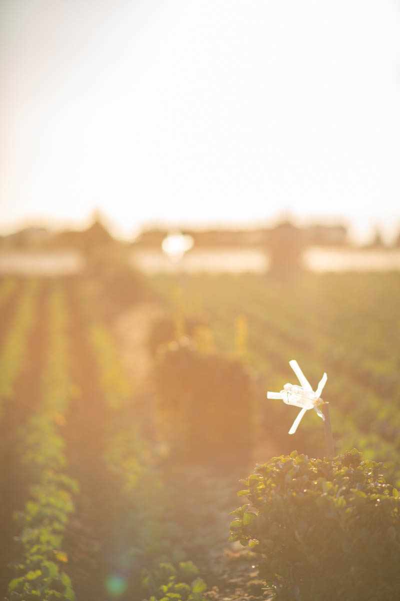 α7R2 + LA-EA4 + 135mmF1.8ZA, ISO100, F1.8, 1/1000