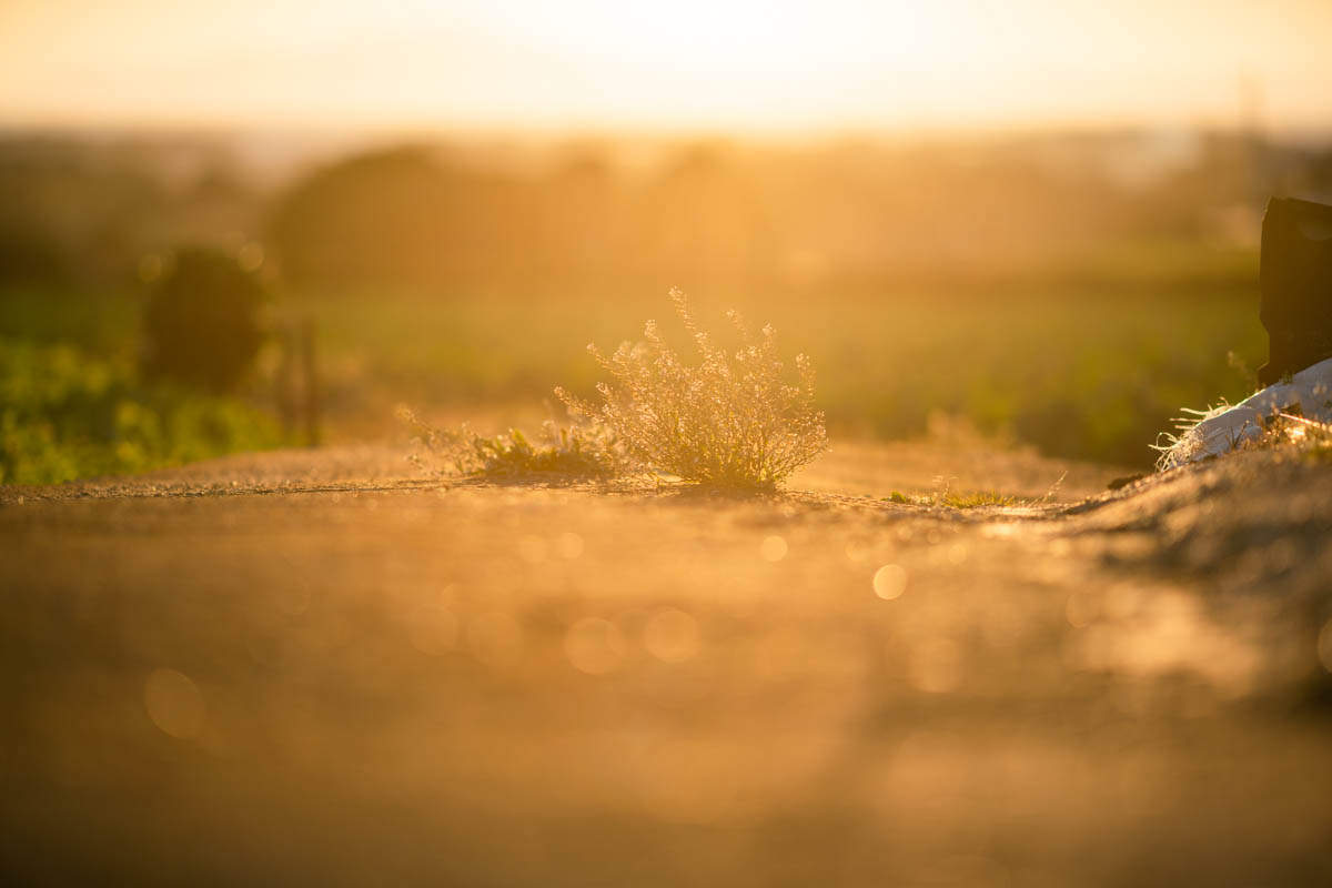 α7R2 + LA-EA4 + 135mmF1.8ZA, ISO100, F1.8, 1/2000