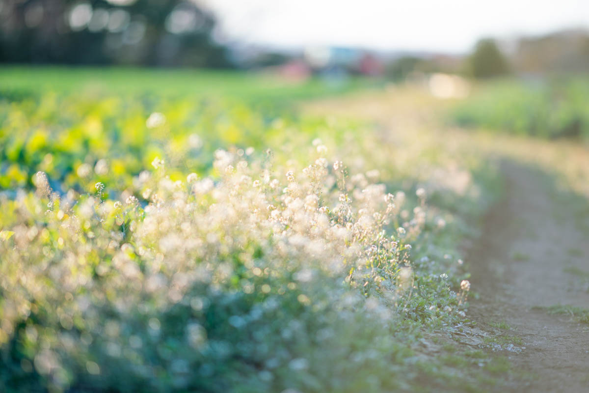 α7R2 + LA-EA4 + 135mmF1.8ZA, ISO100, F1.8, 1/500