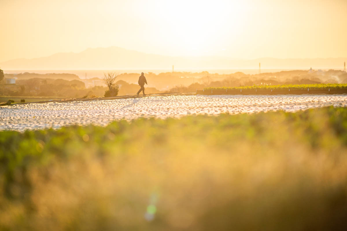 α7R2 + LA-EA4 + 135mmF1.8ZA, ISO100, F1.8, 1/3200