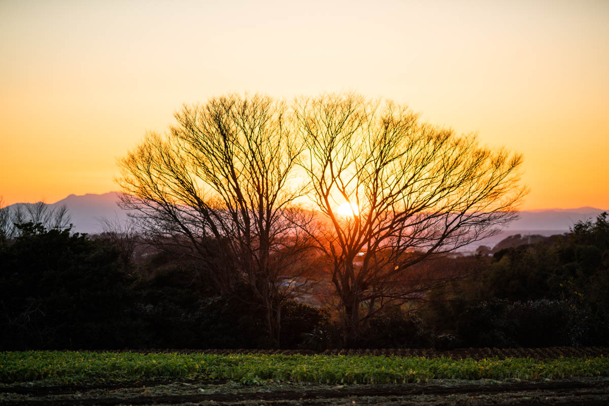 α7R2 + LA-EA4 + 135mmF1.8ZA, ISO100, F1.8, 1/800
