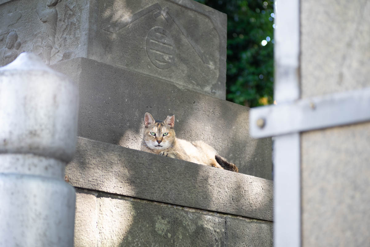 神社猫