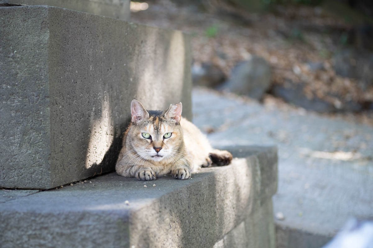 神社の猫