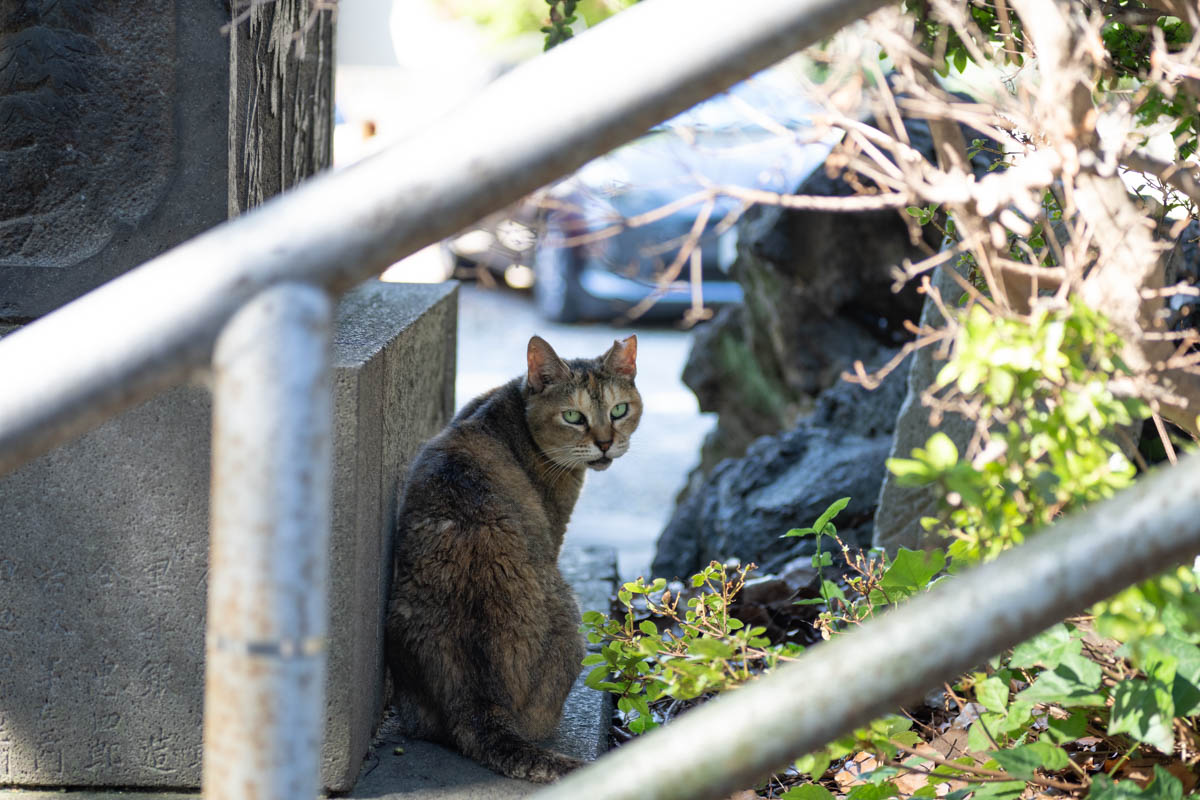 神社に住む猫