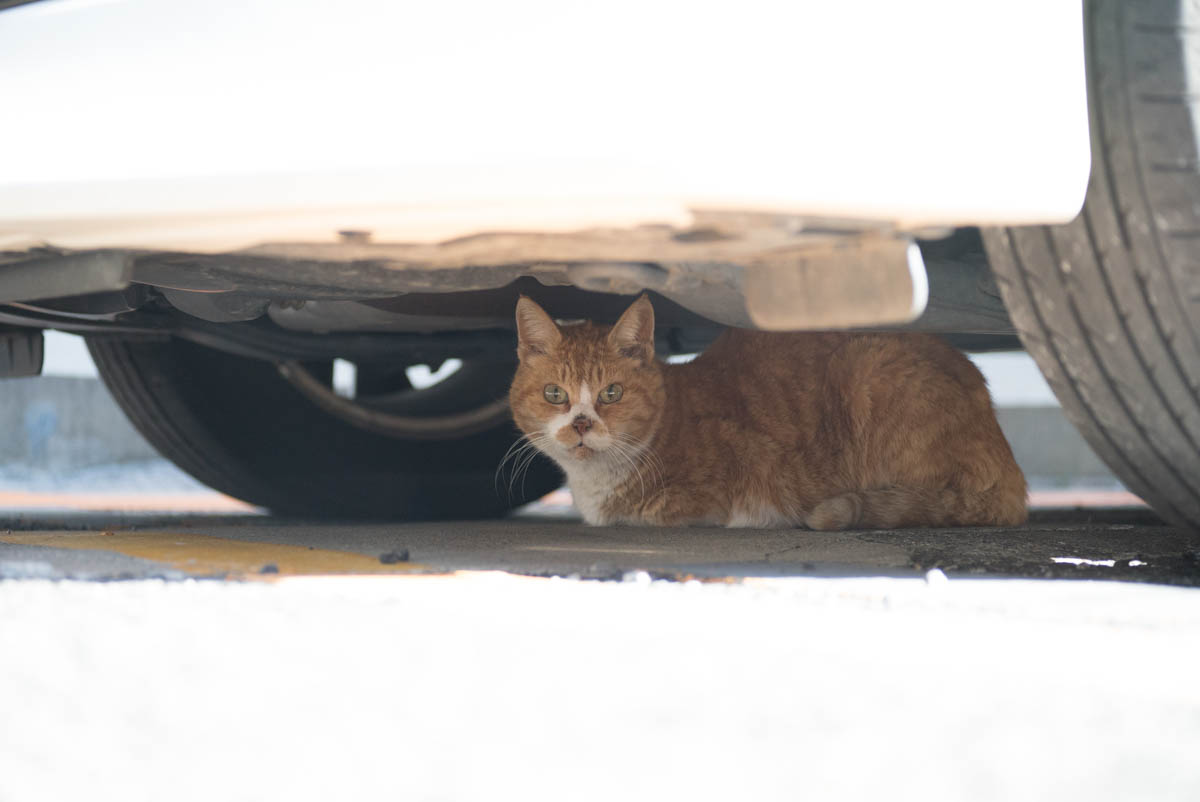 車の下の猫