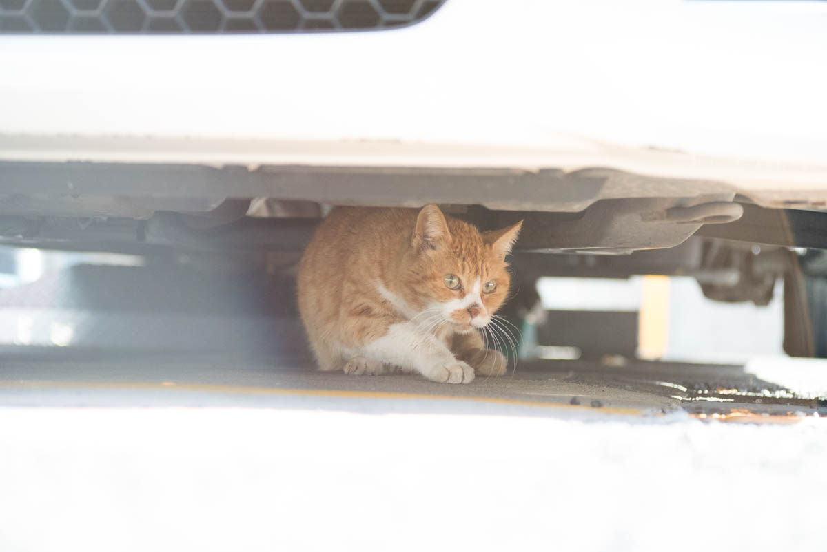 自動車猫