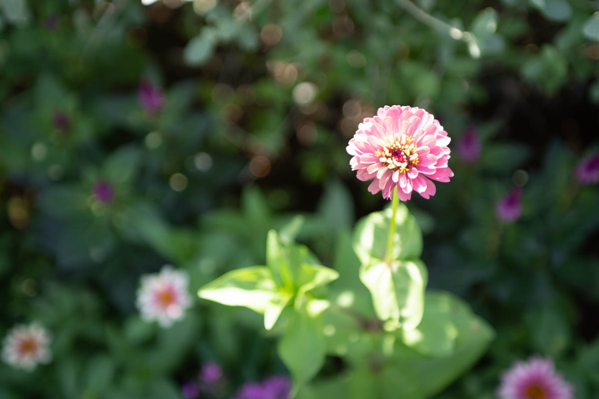 α1+ SIGMA24-70mmF2.8DG, ISO200, 70mm, F2.8, 1/320