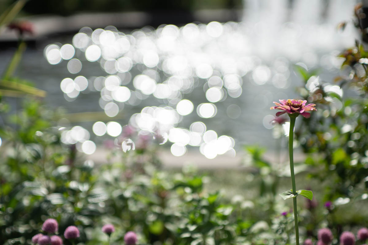 α1+ SIGMA24-70mmF2.8DG, ISO100, 70mm, F2.8, 1/1600
