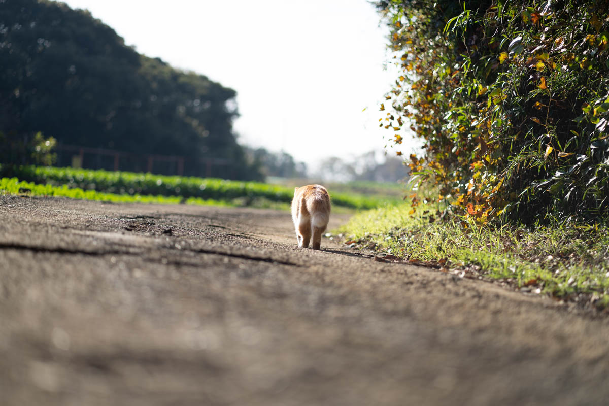 α1 + FE85mmF1.8,  ISO100, F1.8, 1/2000