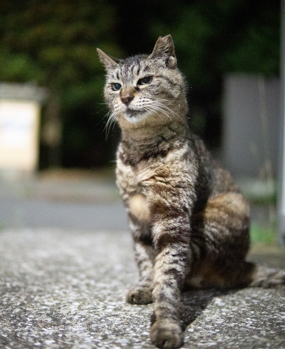 野良猫の耳カット - fortia's レビュー
