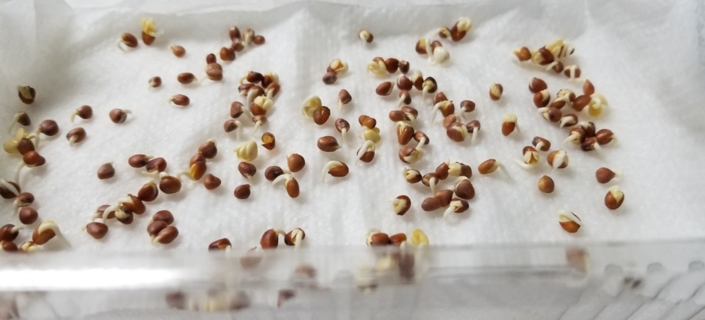 f:id:fortunate-seeds:20180717190700j:plain f:id:fortunate-seeds:20180717190700j:plain