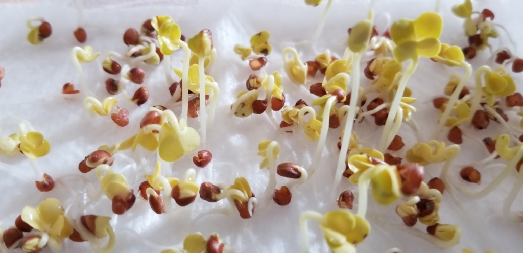 f:id:fortunate-seeds:20180717190722j:plain f:id:fortunate-seeds:20180717190722j:plain