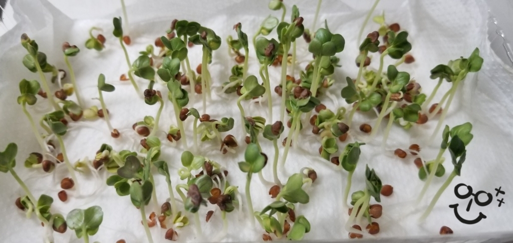 f:id:fortunate-seeds:20180717190753j:plain f:id:fortunate-seeds:20180717190753j:plain