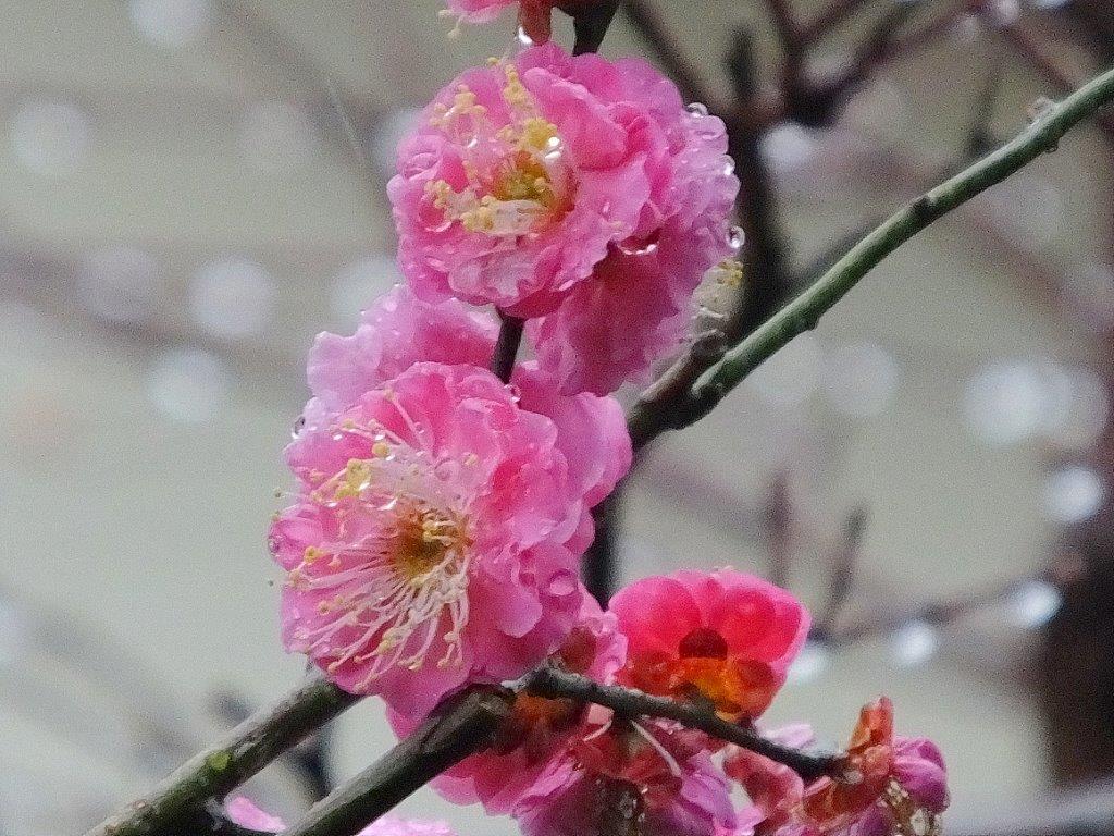 f:id:fortyobject:20180105104534j:plain