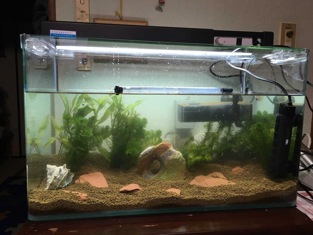 f:id:fotane:20200215164931j:plain