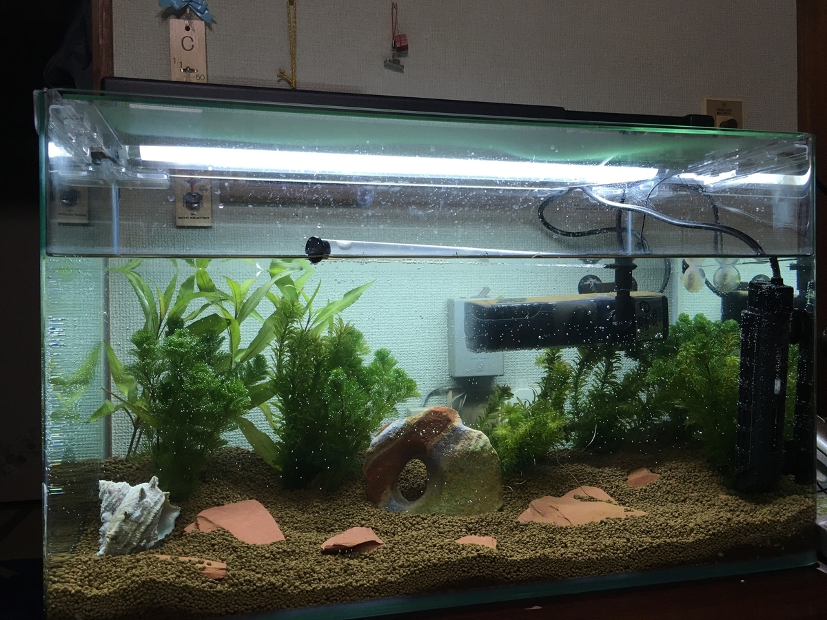 f:id:fotane:20200215184106j:plain