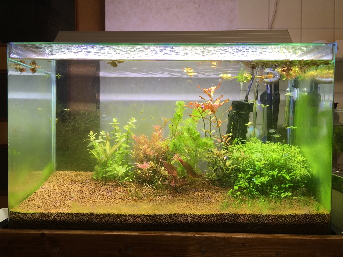 f:id:fotane:20220115223007j:plain